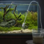 Rotala wallichii