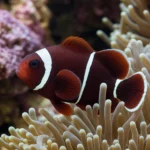 Krab Sally Lightfoot – Percnon gibbesi