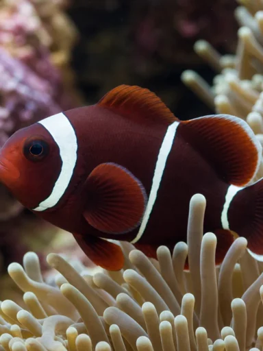 Błazenek bordowy - Amphiprion biaculeatus