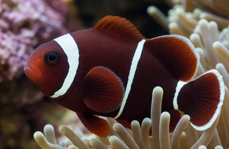 Błazenek bordowy - Amphiprion biaculeatus