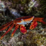 Zbrojnik L134 – Peckoltia compta