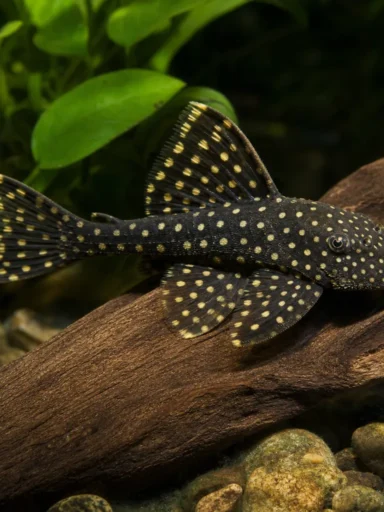 Zbrojnik L134 - Peckoltia compta