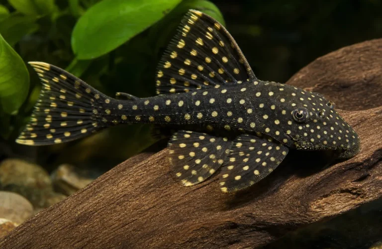 Zbrojnik L134 - Peckoltia compta