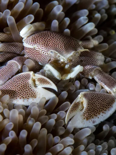 Krab porcelanowy ukwiałowy - Neopetrolisthes maculatus