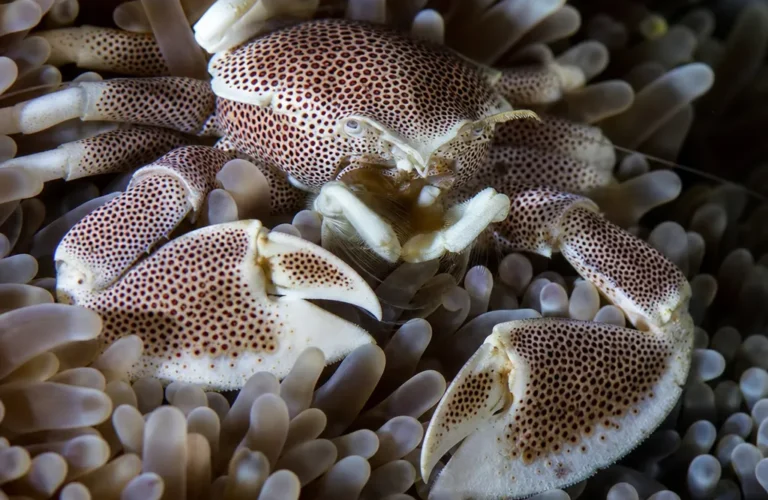 Krab porcelanowy ukwiałowy - Neopetrolisthes maculatus