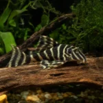 Rotala indica