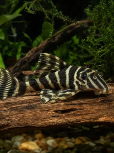 Zbrojnik L333 - Hypancistrus sp. L333