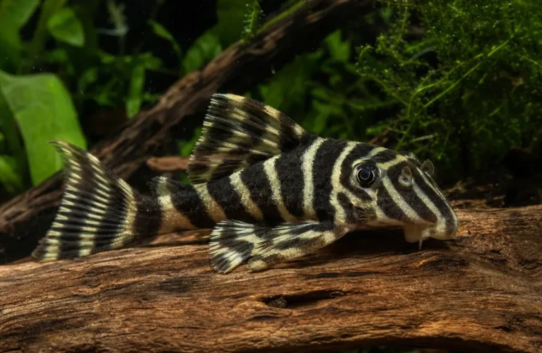 Zbrojnik L333 - Hypancistrus sp. L333