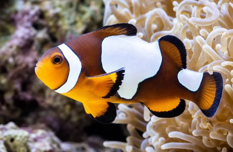 Błazenek siodłaty - Amphiprion polymnus