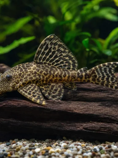 Zbrojnik L260 - Hypancistrus sp. L260