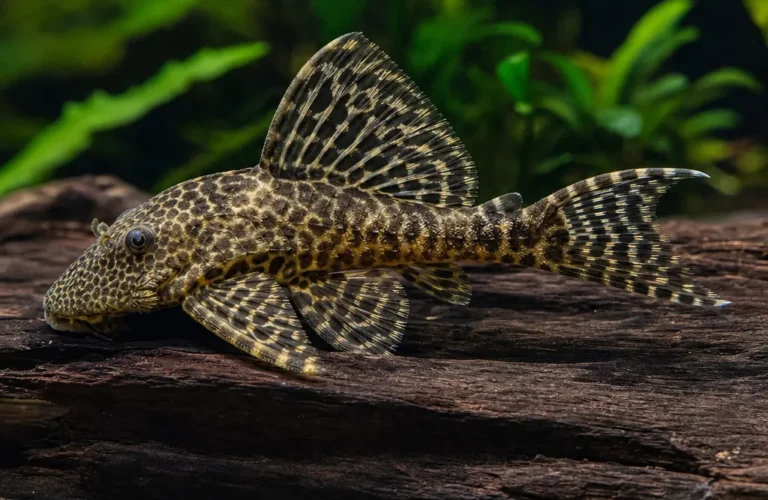 Zbrojnik L260 - Hypancistrus sp. L260