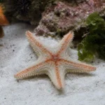 Zbrojnik L260 – Hypancistrus sp. L260