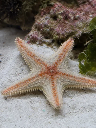 Rozgwiazda piaskowa - Archaster typicus