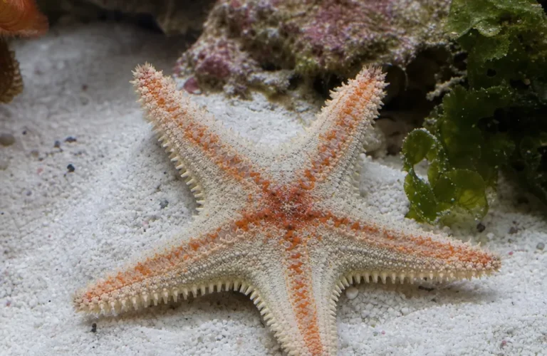 Rozgwiazda piaskowa - Archaster typicus