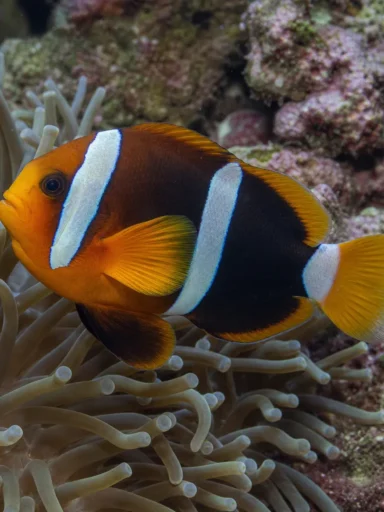 Błazenek Sebae - Amphiprion sebae