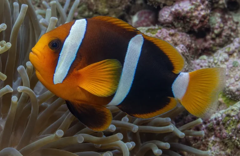 Błazenek Sebae - Amphiprion sebae