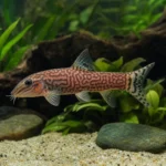 Jeżowiec Tuxedo – Mespilia globulus