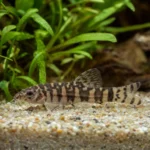 Akwarium 400 l