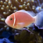 Ukwiał Bubble Tip – Entacmaea quadricolor