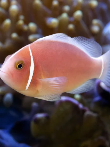 Błazenek różowy - Amphiprion perideraion