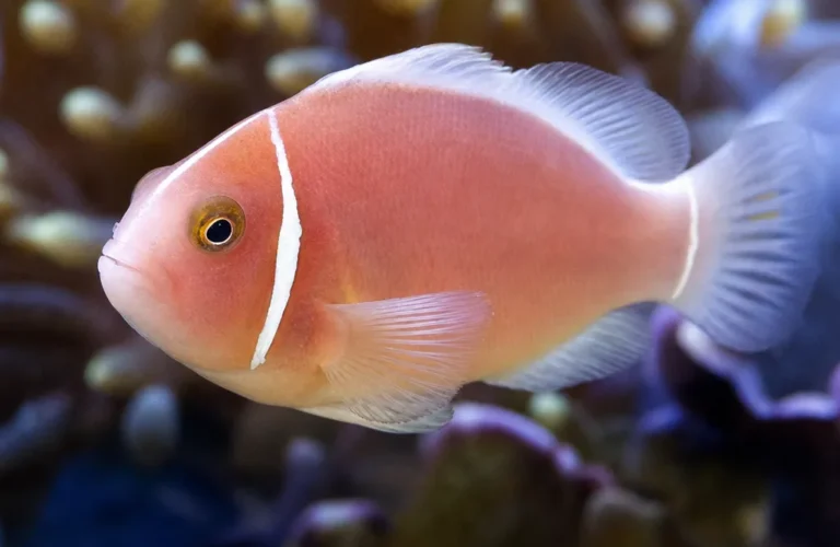 Błazenek różowy - Amphiprion perideraion