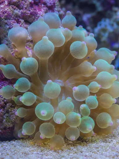 Ukwiał Bubble Tip - Entacmaea quadricolor