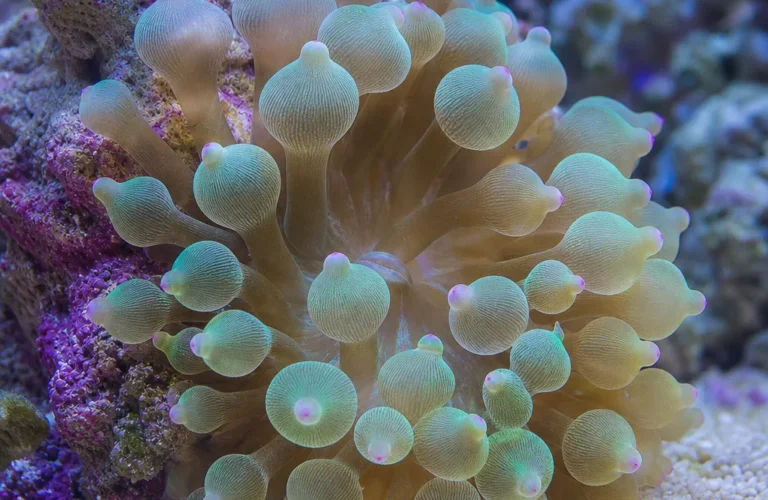 Ukwiał Bubble Tip - Entacmaea quadricolor