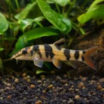 Cabomba karolińska – Cabomba caroliniana