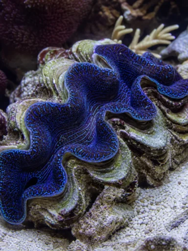 Małż Tridacna Maxima - Tridacna maxima