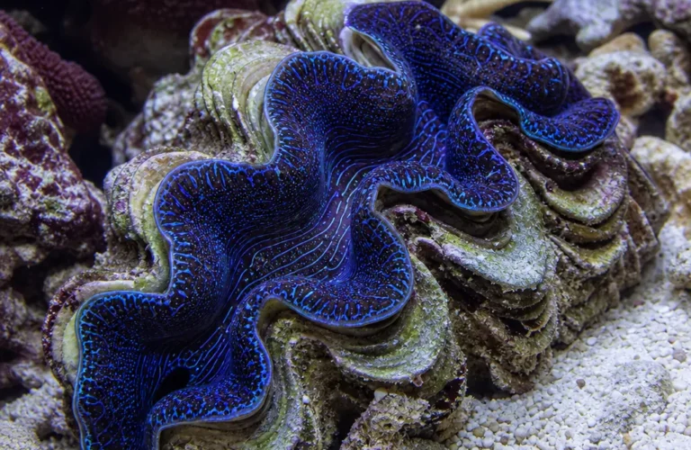 Małż Tridacna Maxima - Tridacna maxima