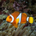 Małż Tridacna Maxima – Tridacna maxima
