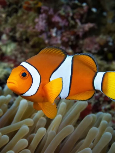 Błazenek pomarańczowopłetwy - Amphiprion chrysopterus