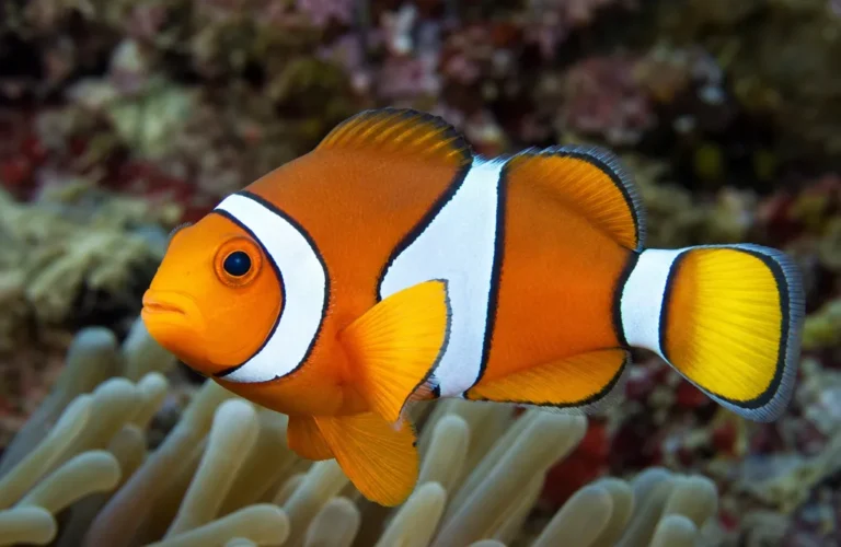 Błazenek pomarańczowopłetwy - Amphiprion chrysopterus