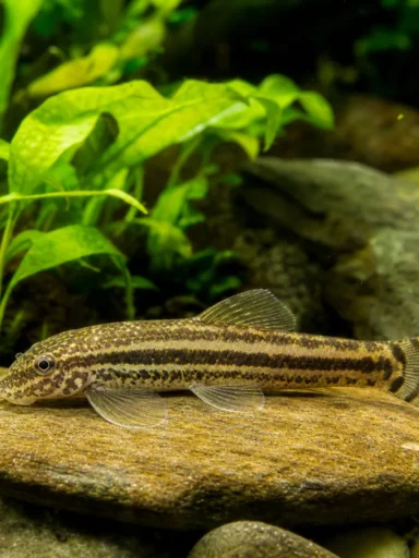 Sewellia lineolata