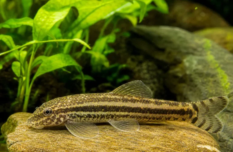 Sewellia lineolata