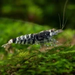 Wywłócznik brazylijski – Myriophyllum mattogrossense