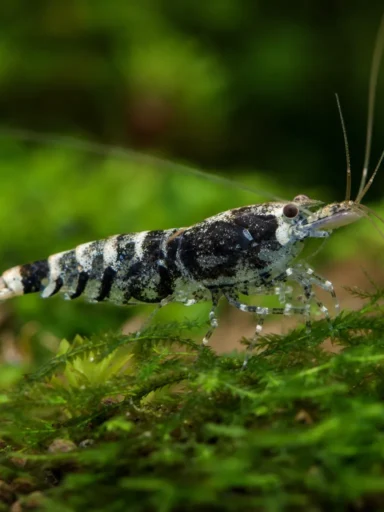 Krewetka Carbon Rili - Neocaridina davidi 'Carbon Rili'