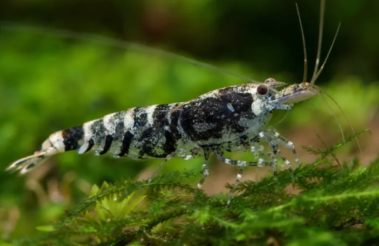Krewetka Carbon Rili - Neocaridina davidi 'Carbon Rili'