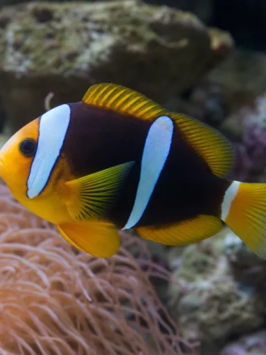 Błazenek Allarda - Amphiprion allardi