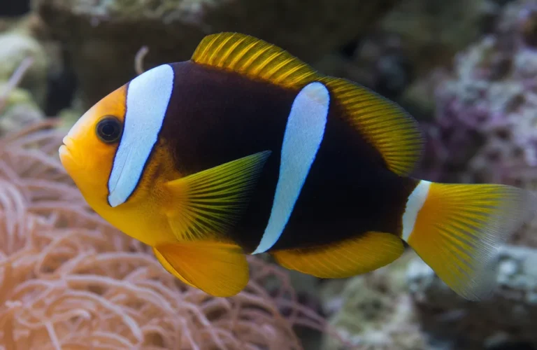 Błazenek Allarda - Amphiprion allardi
