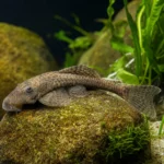 Błazenek Allarda – Amphiprion allardi