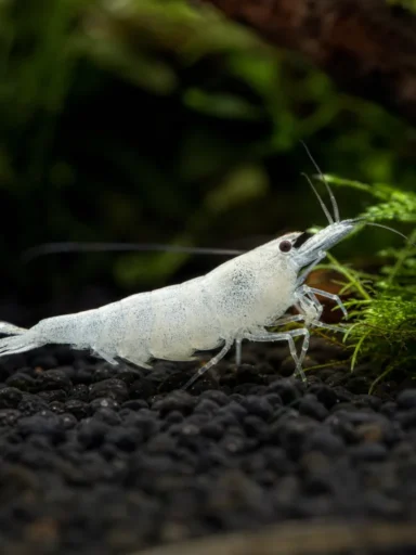 Krewetka Snowball - Neocaridina palmata 'Snowball'