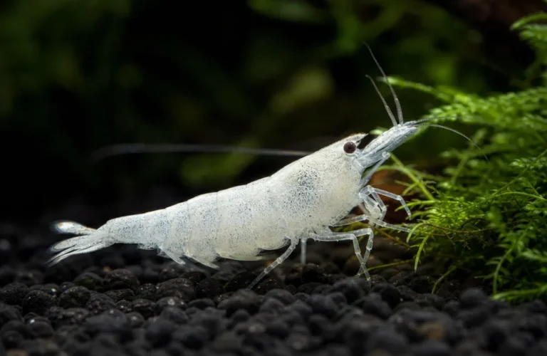 Krewetka Snowball - Neocaridina palmata 'Snowball'