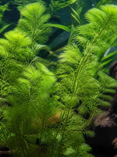Wywłócznik wodny - Myriophyllum aquaticum