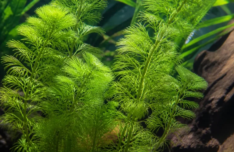 Wywłócznik wodny - Myriophyllum aquaticum