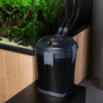 Błazenek dwupręgi – Amphiprion bicinctus