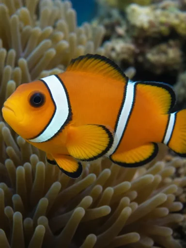 Błazenek dwupręgi - Amphiprion bicinctus