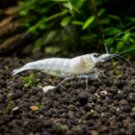 Grubowarg zielony – Epalzeorhynchos frenatum