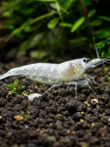 Krewetka White Pearl - Neocaridina palmata 'White Pearl'