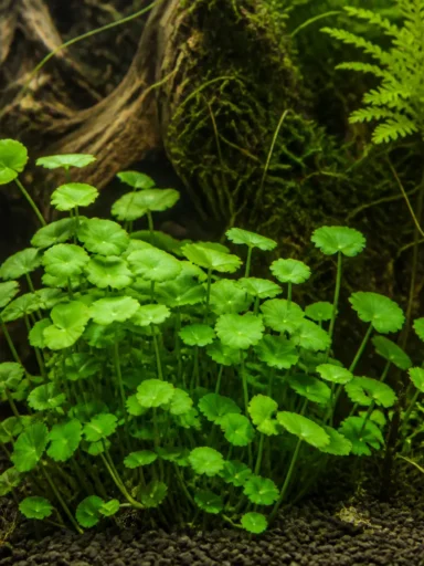 Wąkrota białogłowa - Hydrocotyle leucocephala